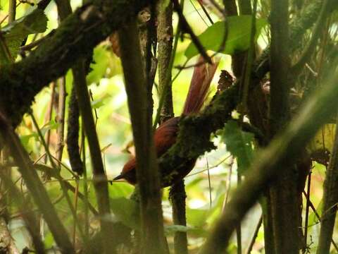 Image of Rufous Spinetail