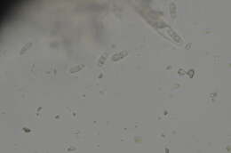 Image of Collemopsidium sublitorale (Leight.) Grube & B. D. Ryan