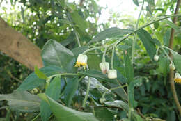Sivun Blumea megacephala (Randeria) Ching & Tseng kuva