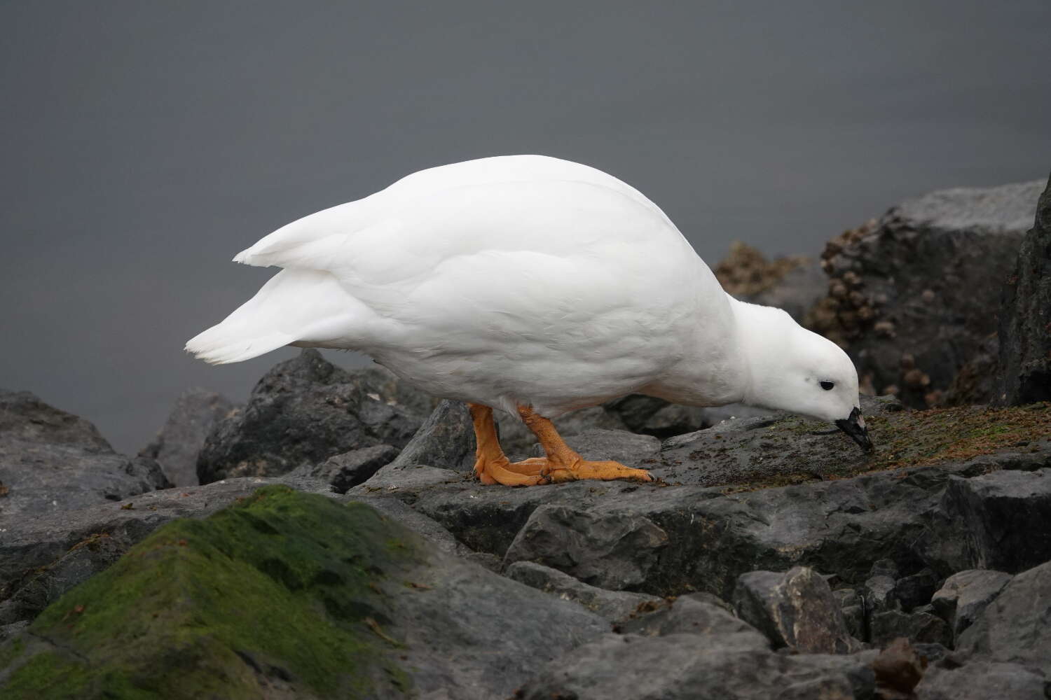 Image of Kelp Goose