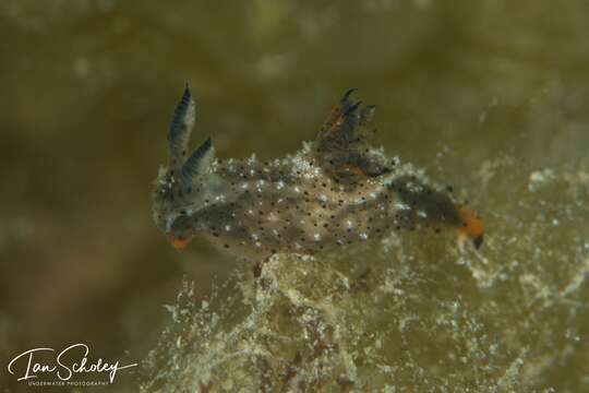 Image of Polycera melanosticta M. C. Miller 1996