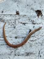 Image of Pallid Snake Eel