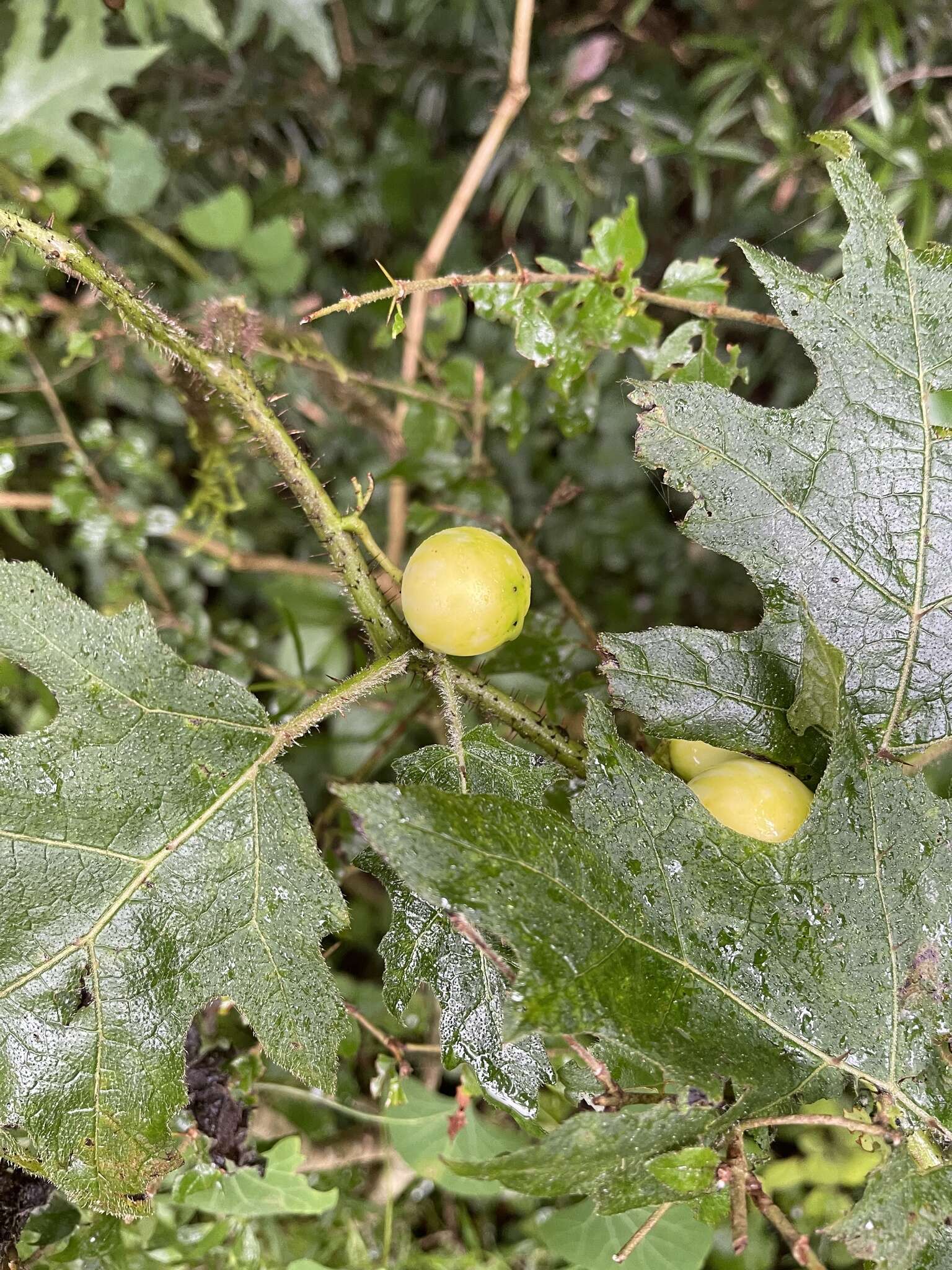 Sivun Solanum aculeatissimum Jacquin kuva