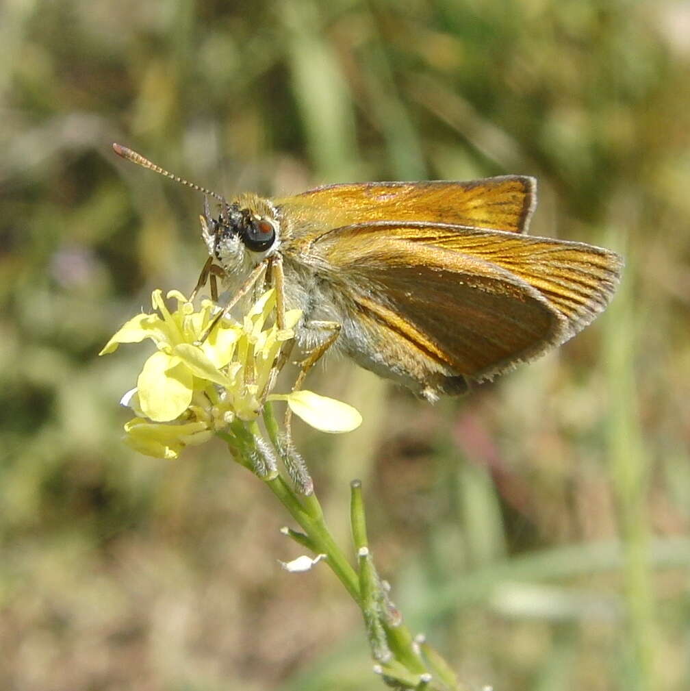 Image de hespérie du chiendent