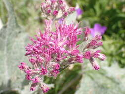 Image of Adenostyles leucophylla (Willd.) Rchb.