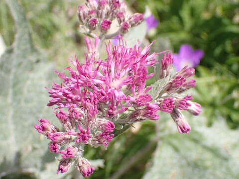 Image of Adenostyles leucophylla (Willd.) Rchb.