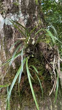 Image of Encyclia asperula Dressler & G. E. Pollard