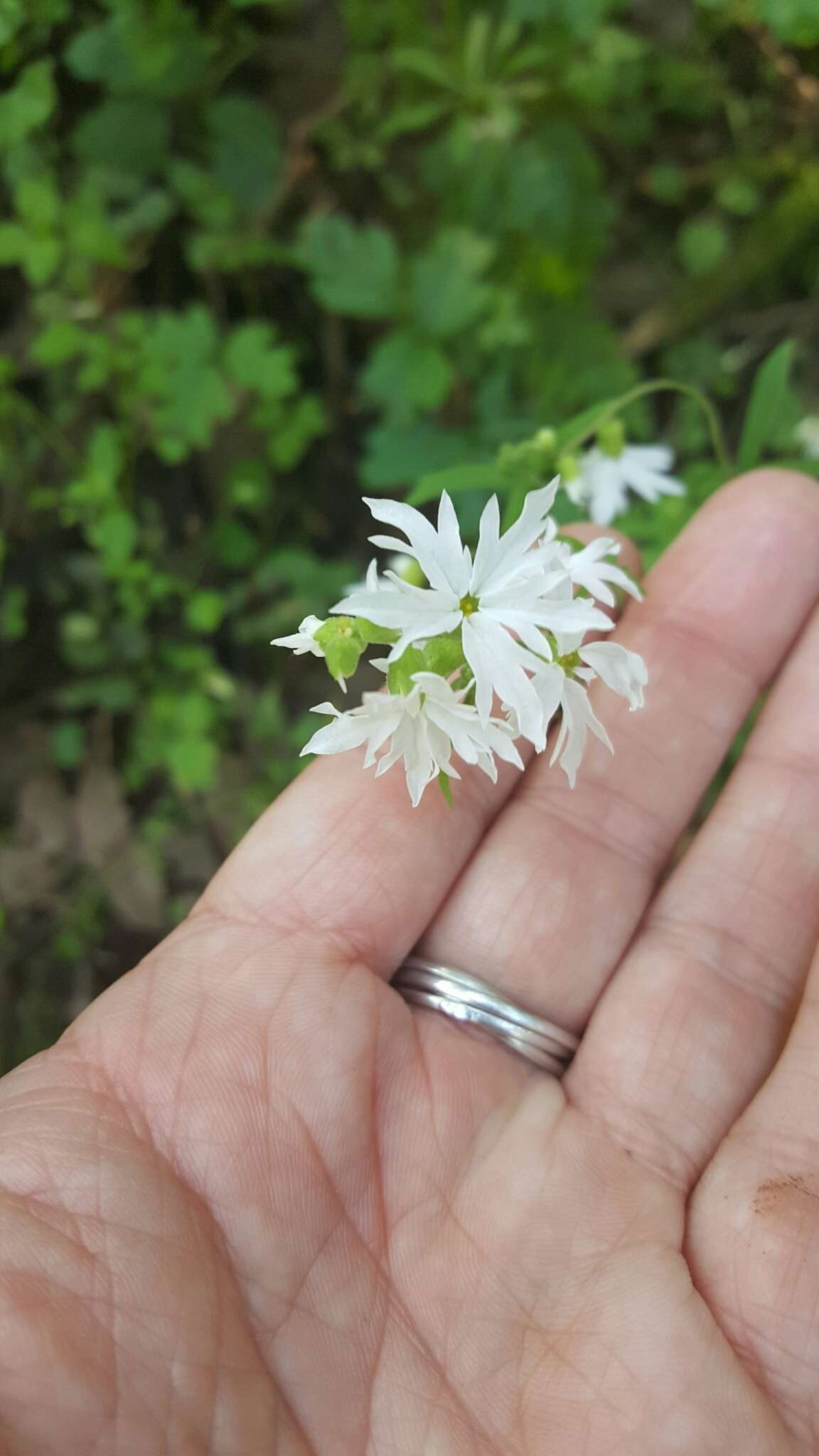 Image of hillside woodland-star