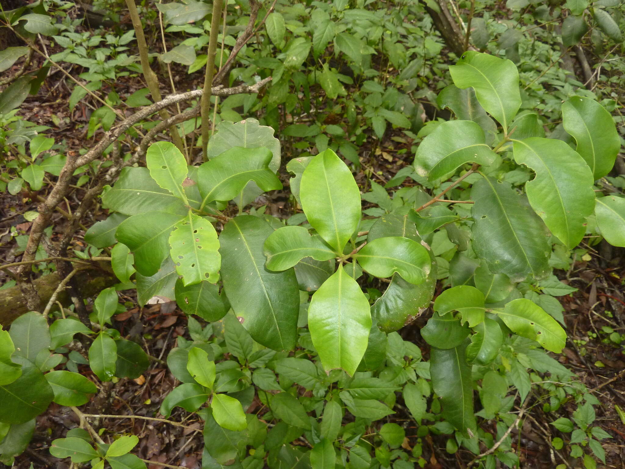 Image of Xanthostemon oppositifolius F. M. Bailey