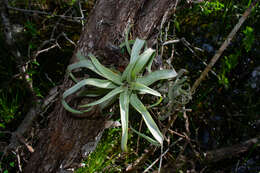 Image of Tillandsia streptophylla Scheidw.