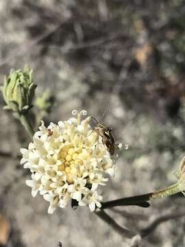 Image of Parish's chaenactis