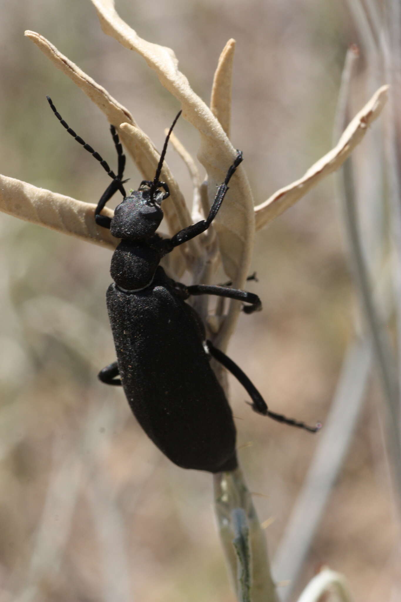 Image of Epicauta (Macrobasis) segmenta (Say 1824)