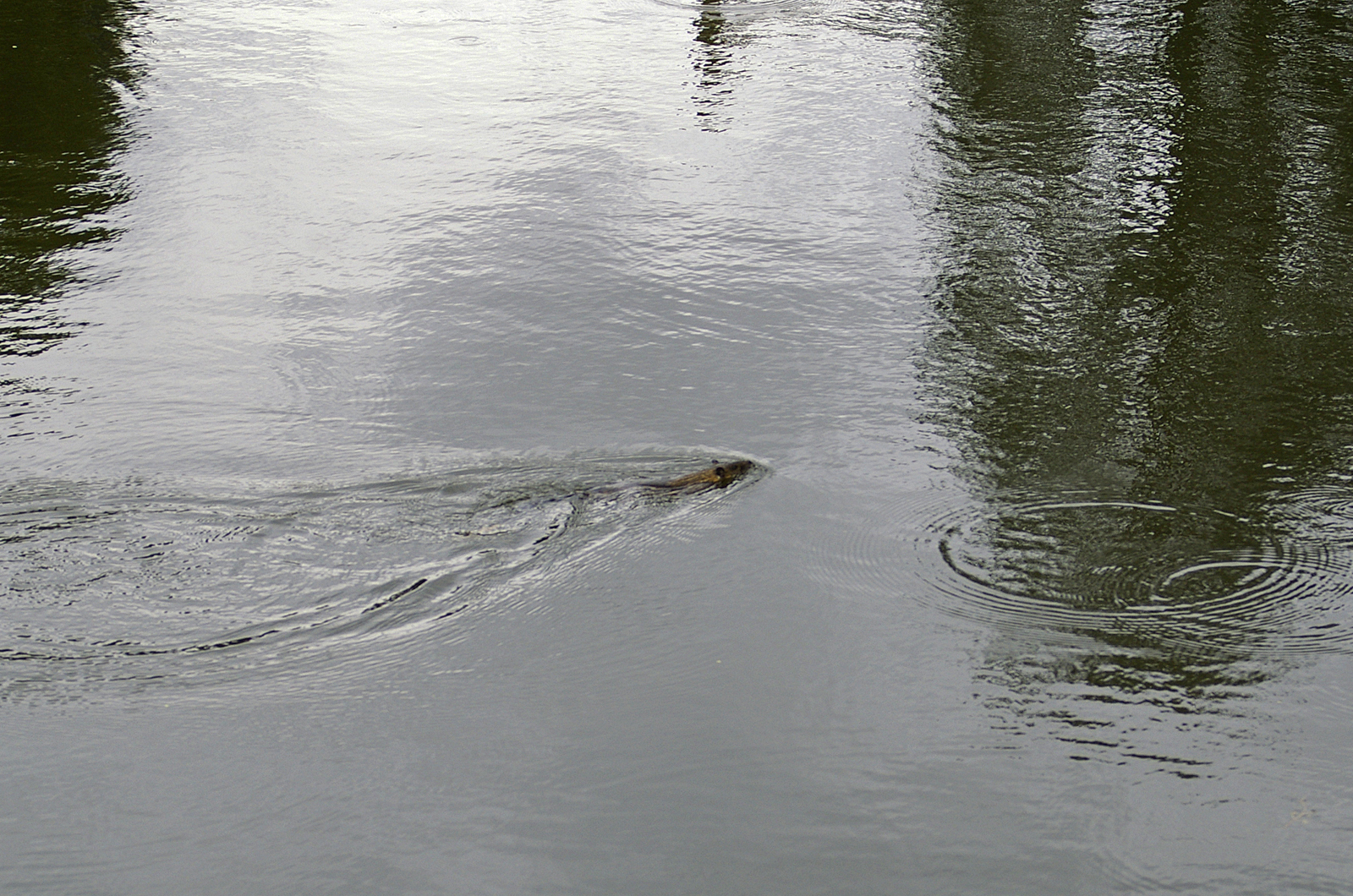 Image of Water Rat