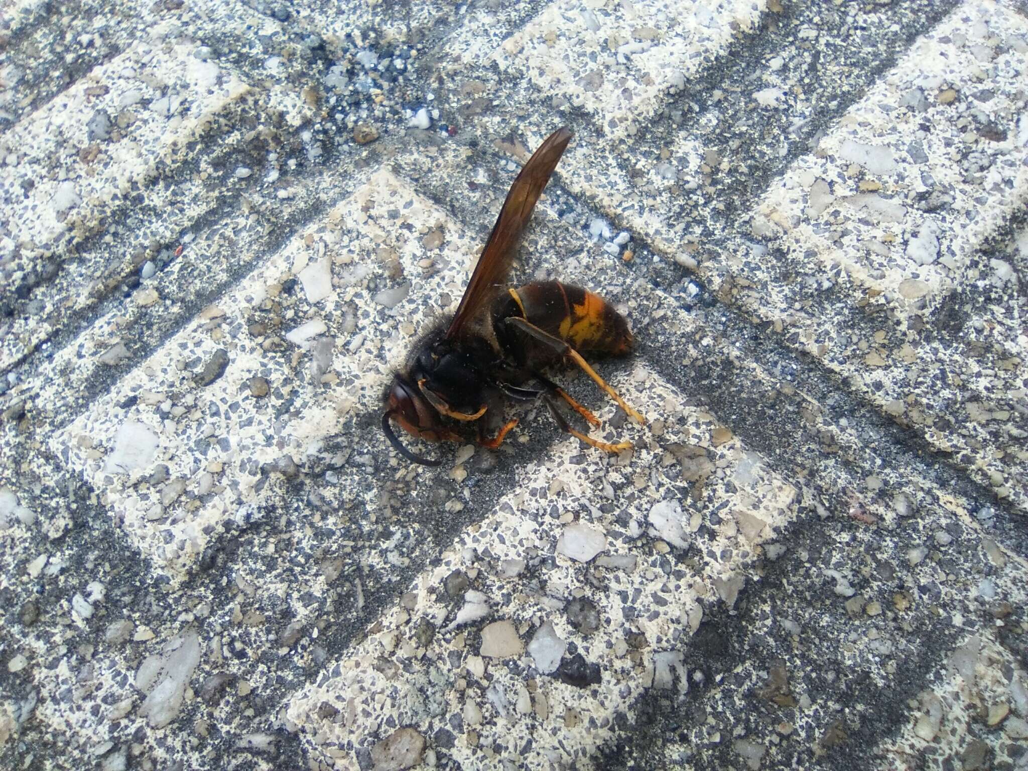 Image of Asian hornet