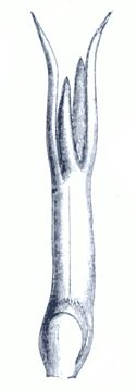 Image of <i>Najas flexilis</i> (Willd.) Rostk. & W. L. E. Schmidt