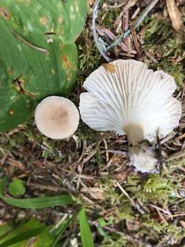 Image of Clitocybe squamulosa (Pers.) P. Kumm. 1871