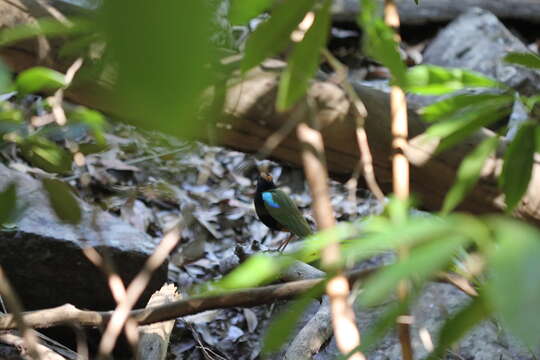 Image of Rainbow Pitta