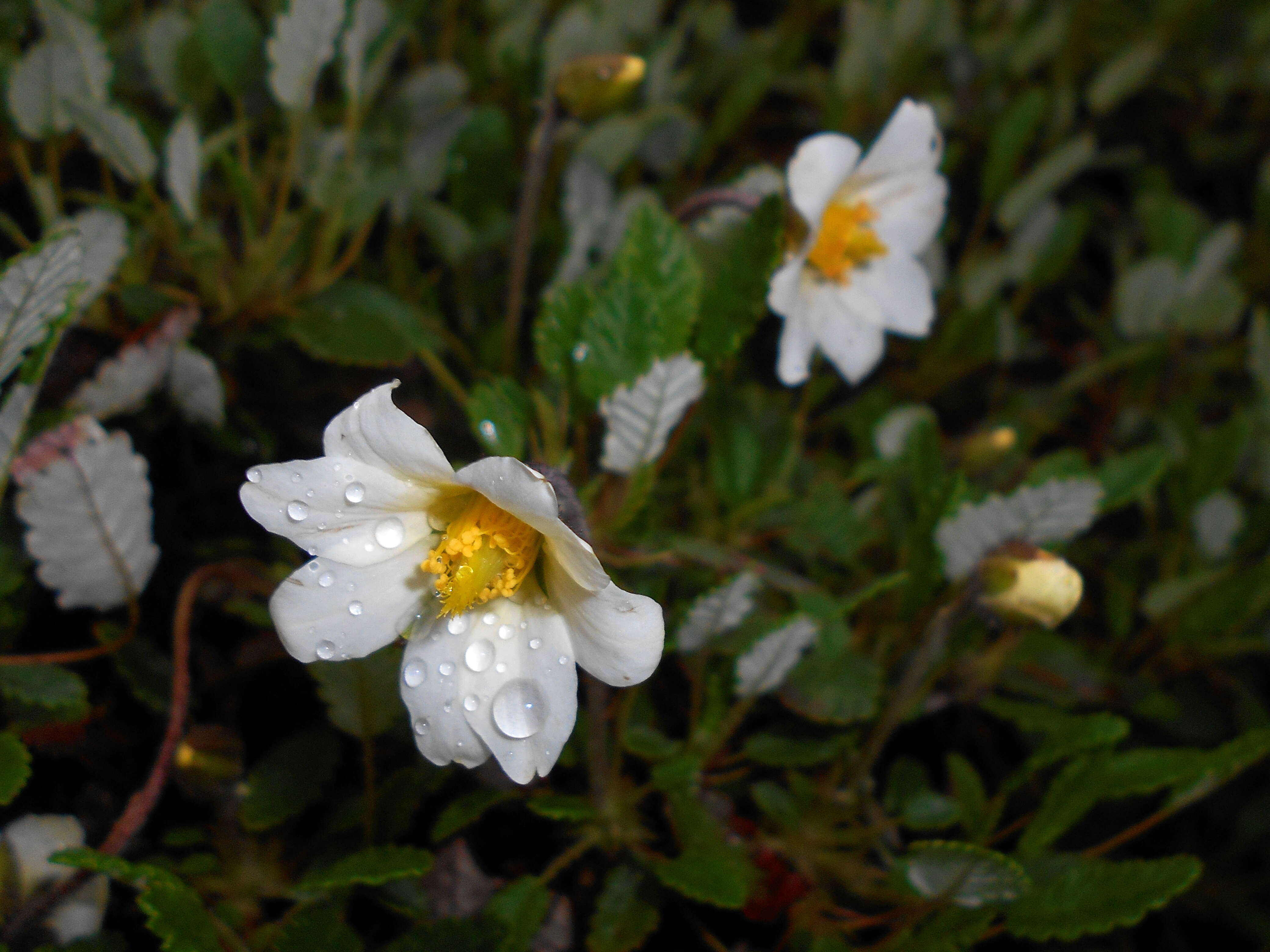 Imagem de Dryas octopetala L.