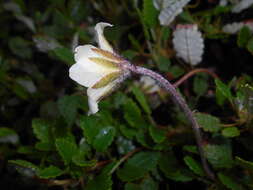 Imagem de Dryas octopetala L.