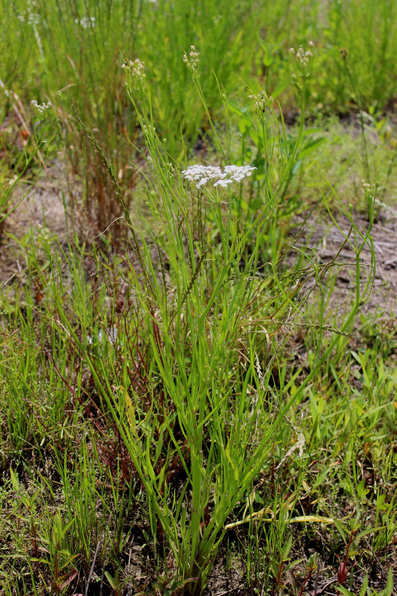 Image of Tansy Dogshade