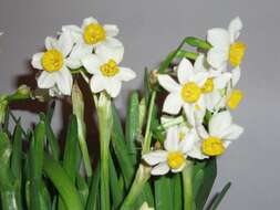 Image of cream narcissus