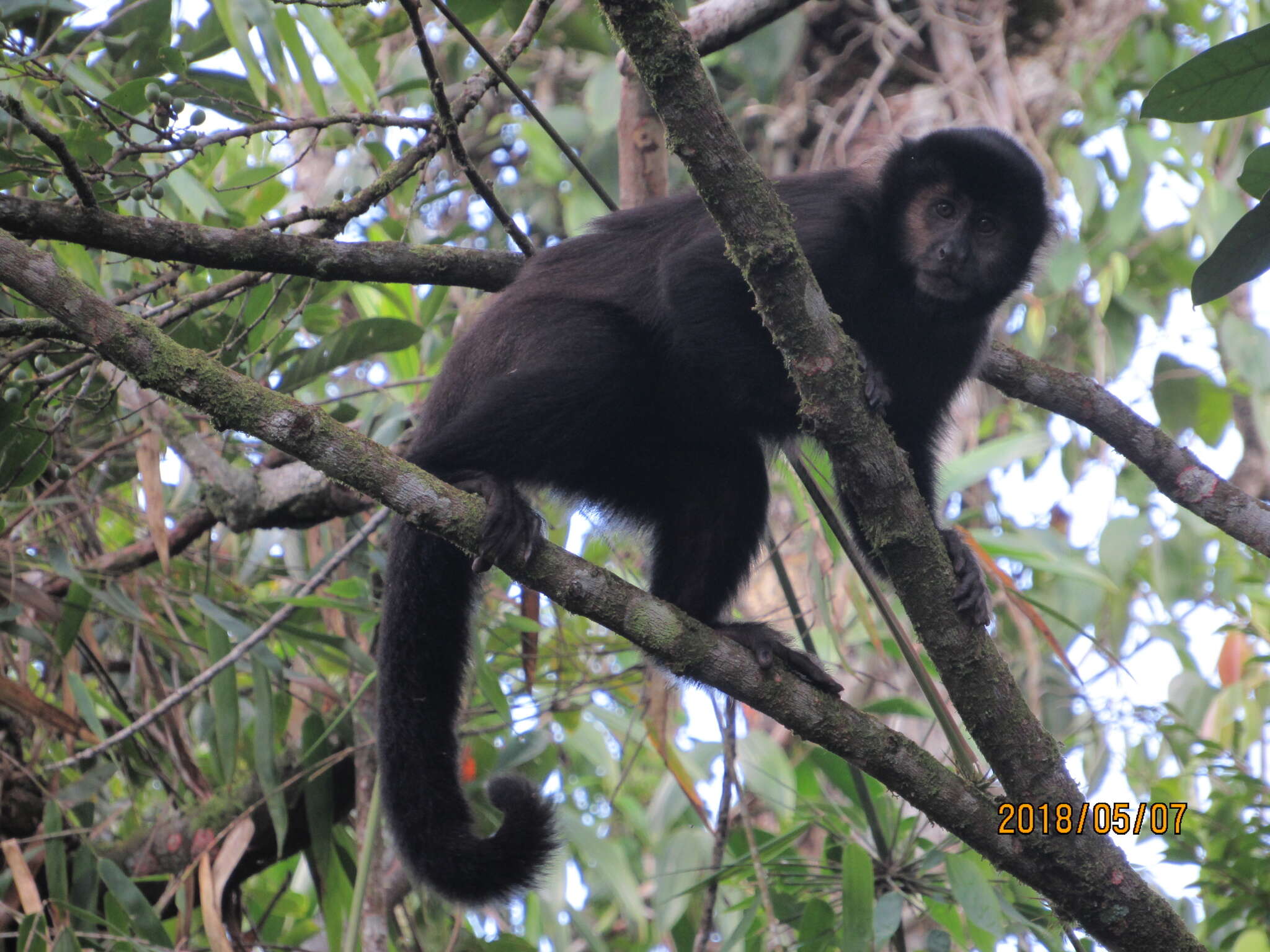 Image of Black Capuchin