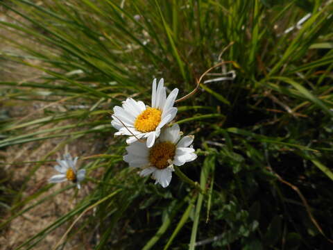 Слика од Leucanthemum heterophyllum (Willd.) DC.