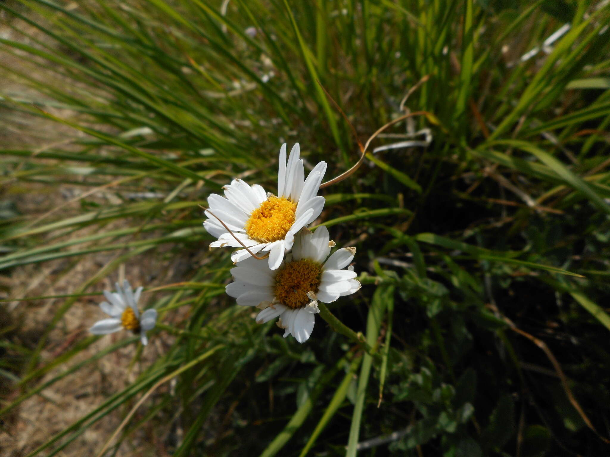 Image of Leucanthemum heterophyllum (Willd.) DC.