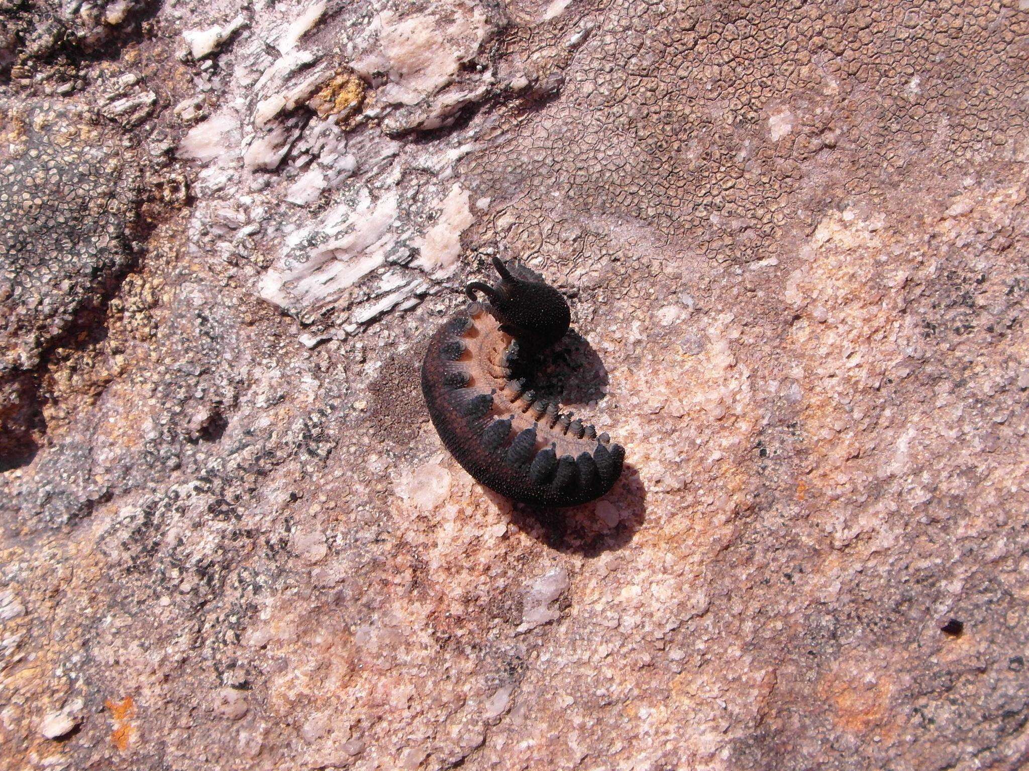 Image of Peripatopsis lawrencei McDonald, Ruhberg & Daniels 2012