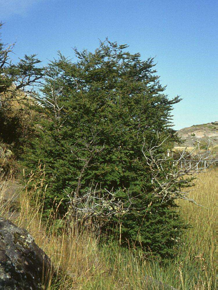 Image of Antarctic Beech