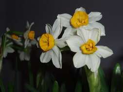 Image of cream narcissus