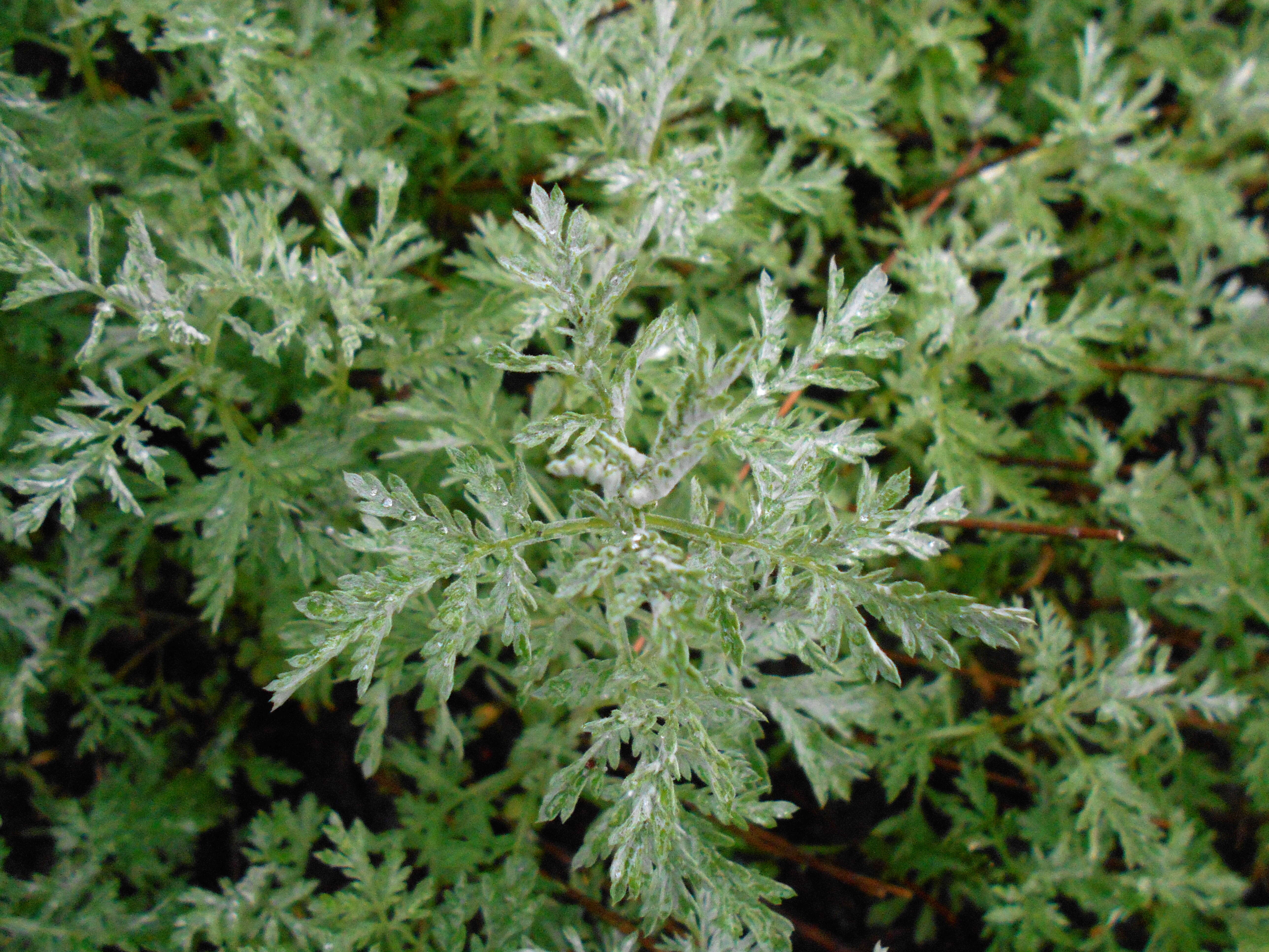 Слика од Artemisia frigida Willd.