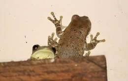 Image of marbled tree frog