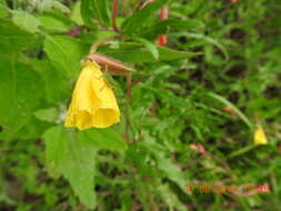 Imagem de Oenothera hartwegii Benth.