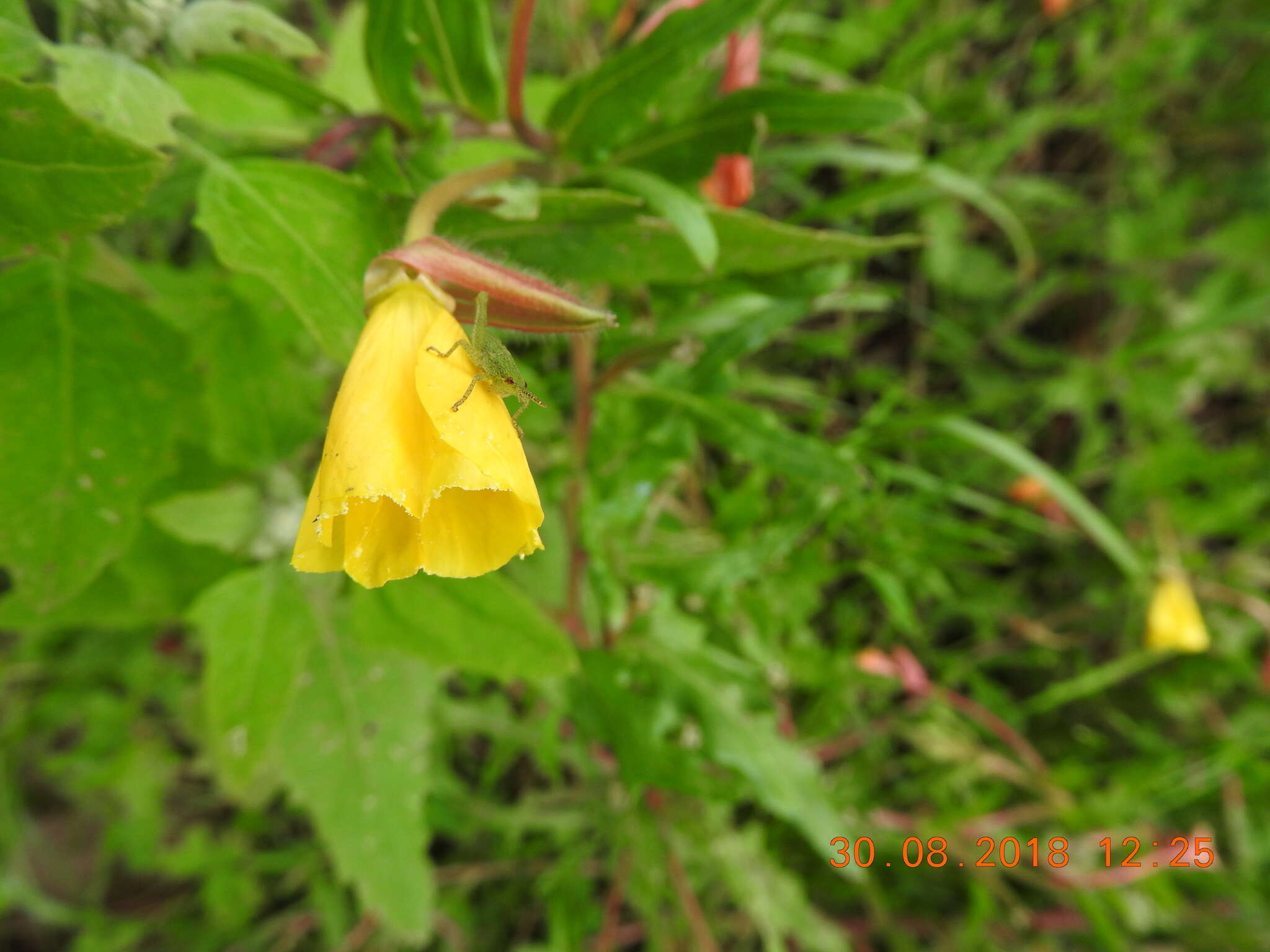 Imagem de Oenothera hartwegii Benth.