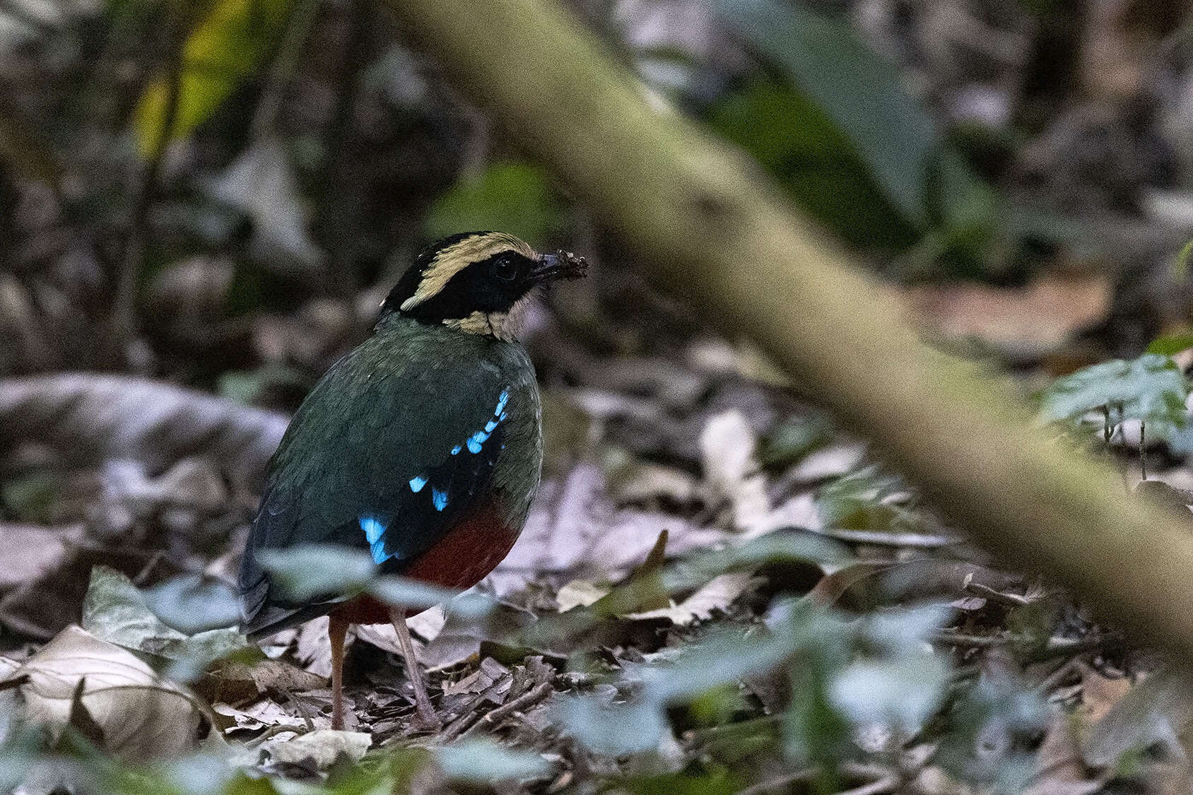 Image of Green-breasted Pitta