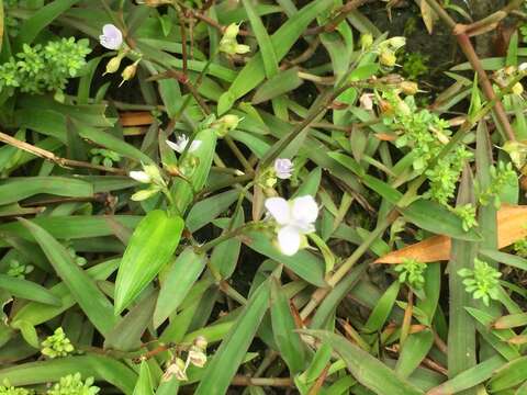 Слика од Murdannia loriformis (Hassk.) R. S. Rao & Kammathy