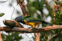 Image of Black-chested Mountain Tanager