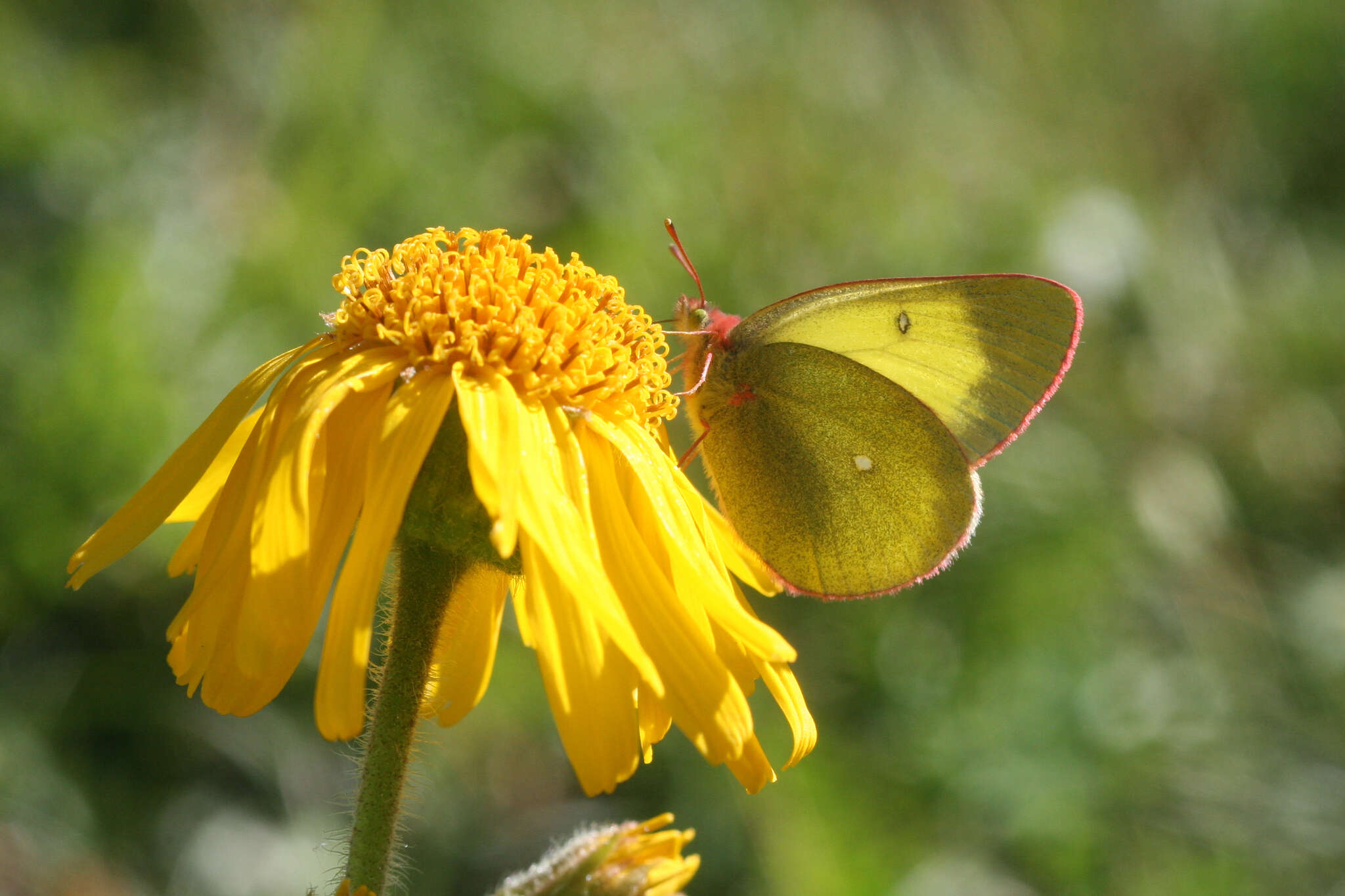 Image of <i>Colias palaeno europomene</i> Ochsenheimer 1816