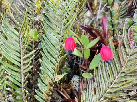 Imagem de Bomarea brachysepala Benth.