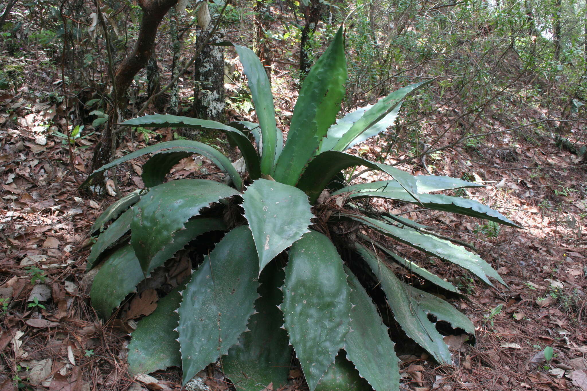 Image of Agave cupreata Trel. & A. Berger