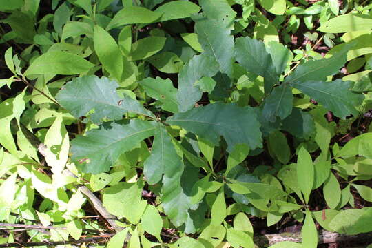 Image of Quercus obtusata Bonpl.