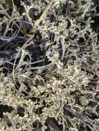 Image of Curled Snow Lichen