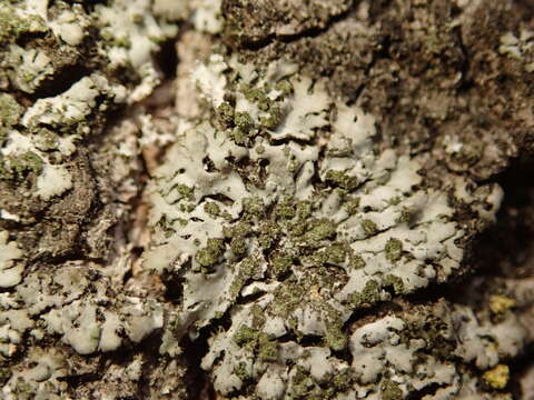 Image of wreath lichen