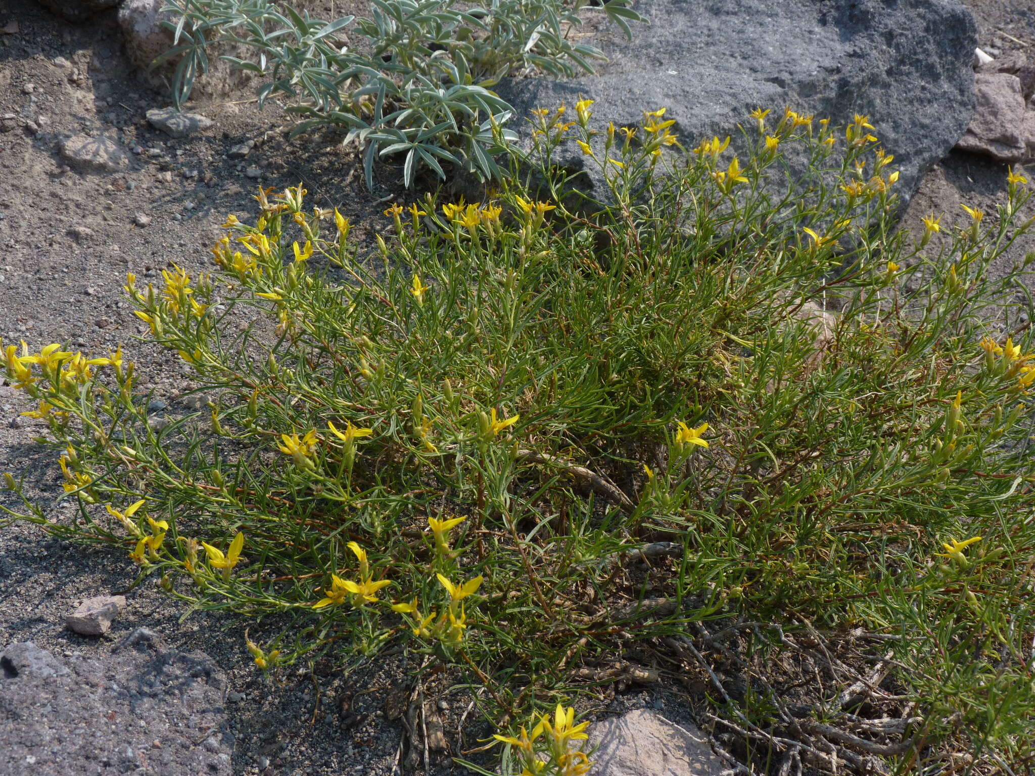 Image of rabbitbush