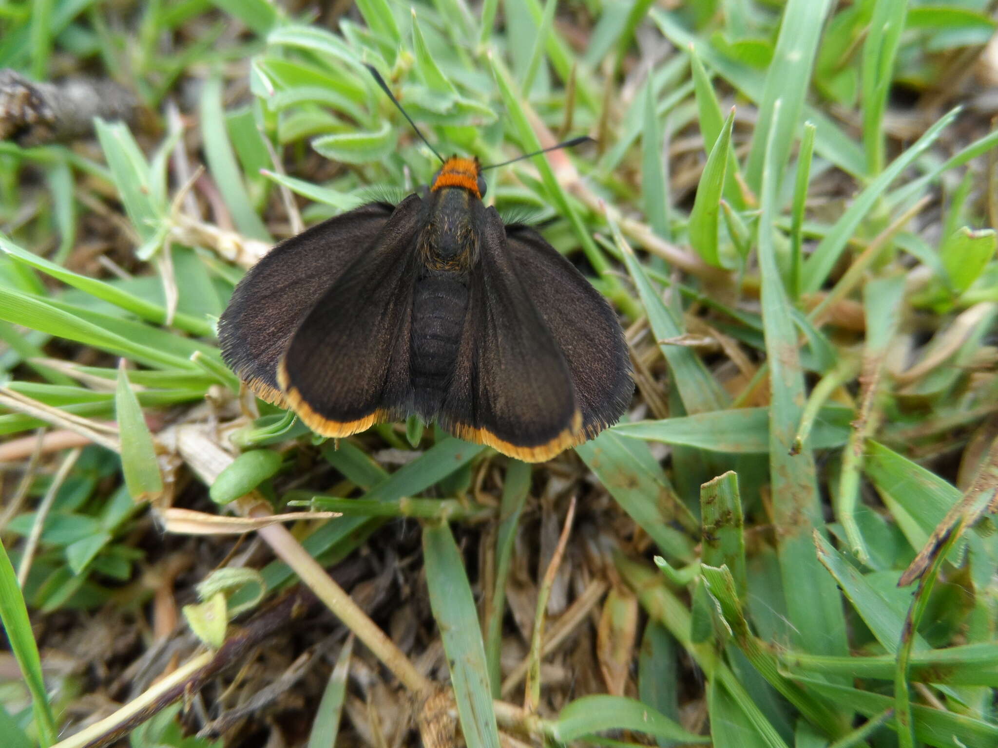 Imagem de Amblyscirtes fimbriata (Plötz 1882)