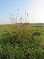 Image of Andropogon appendiculatus Nees