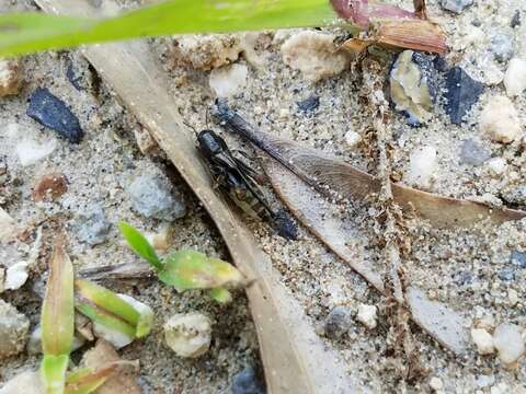 Image of Larger Pygmy Mole Grasshopper