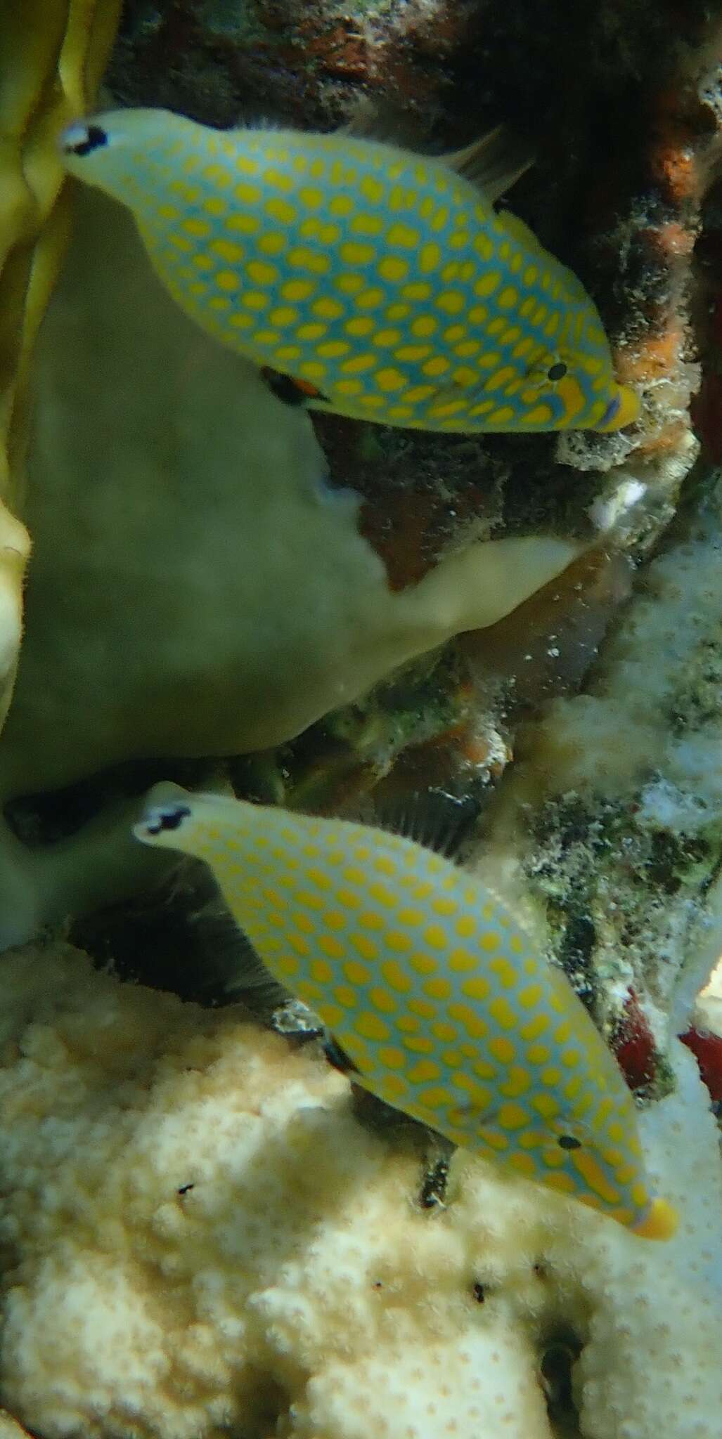 Image of Red Sea longnose filefish