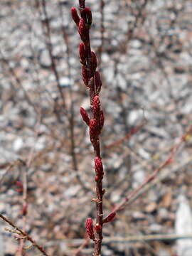 Image of saltcedar